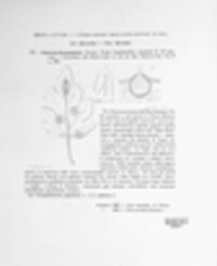 Septoria chrysanthemella image